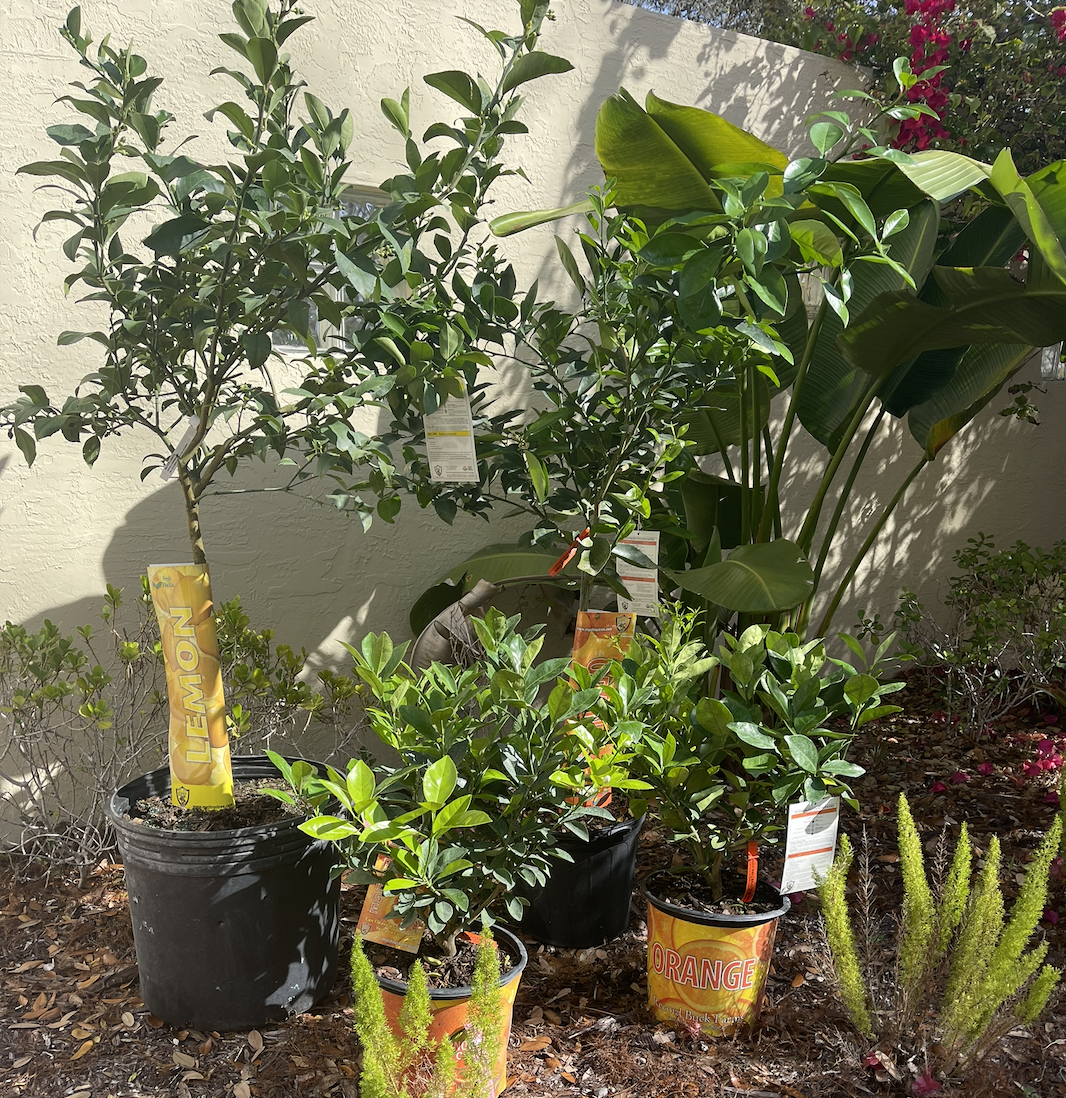 Mourn, Rage, Plant, Praise, and Live